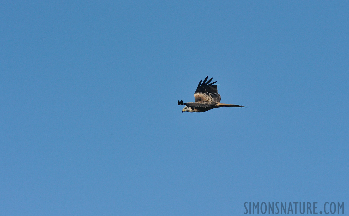 Milvus milvus [500 mm, 1/2500 Sek. bei f / 11, ISO 1600]